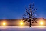 Tree In First Light Fog_04931.3